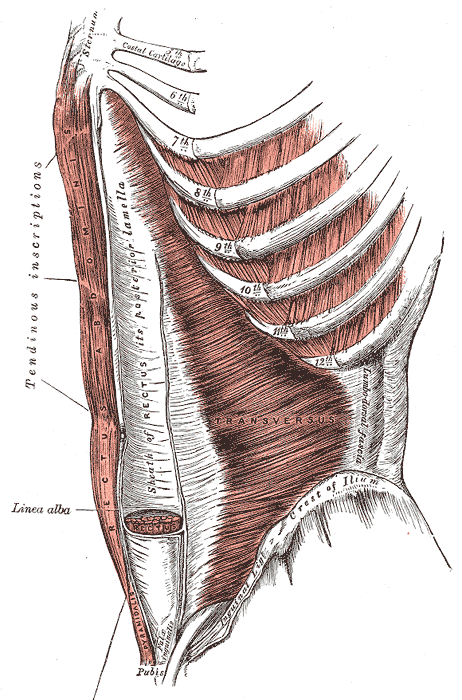 Reto abdominal