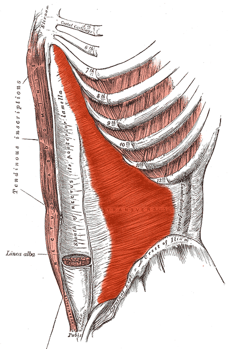 Transverso abdominal
